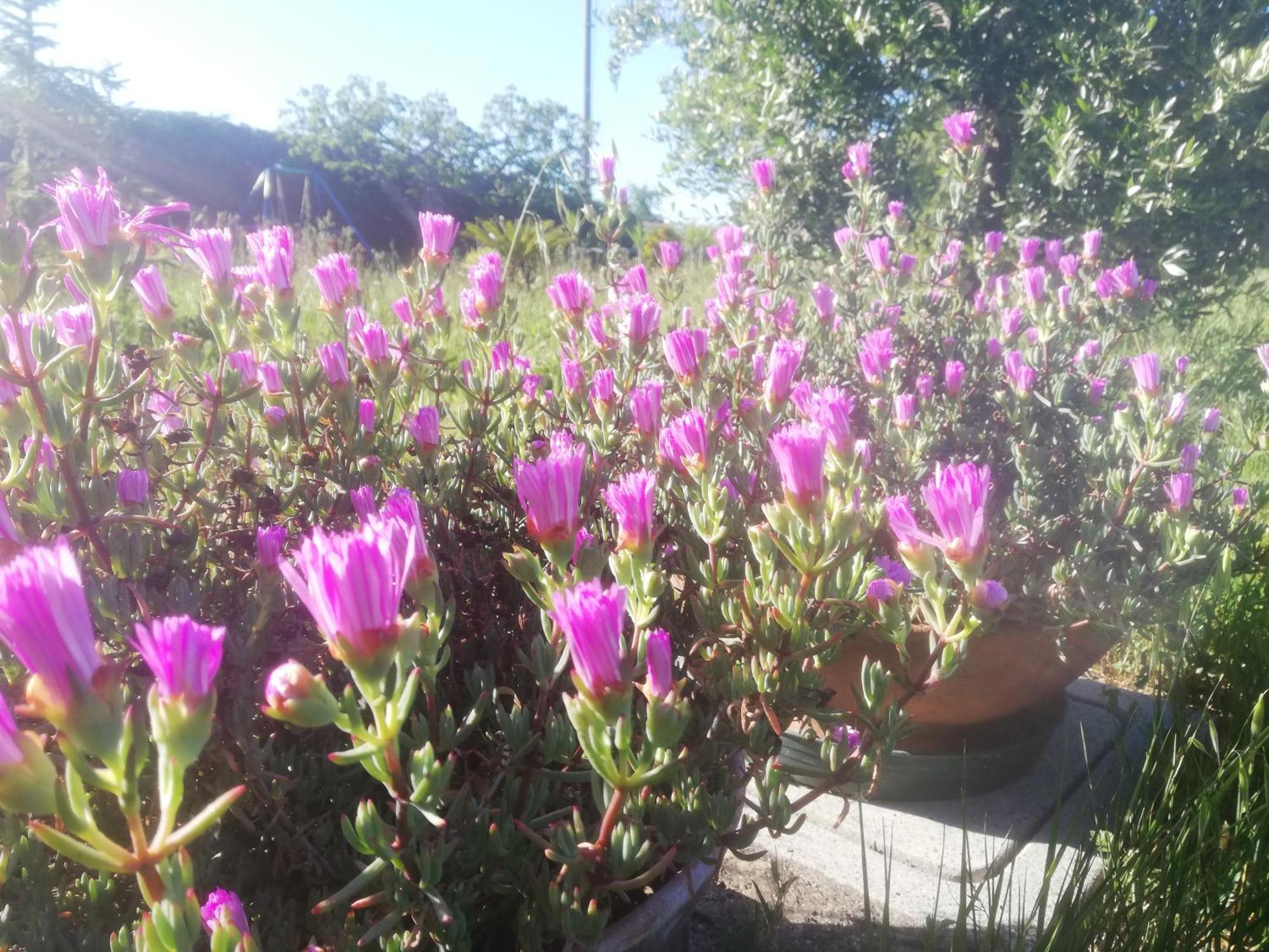 Appartamento La Quercia Ortona Esterno foto